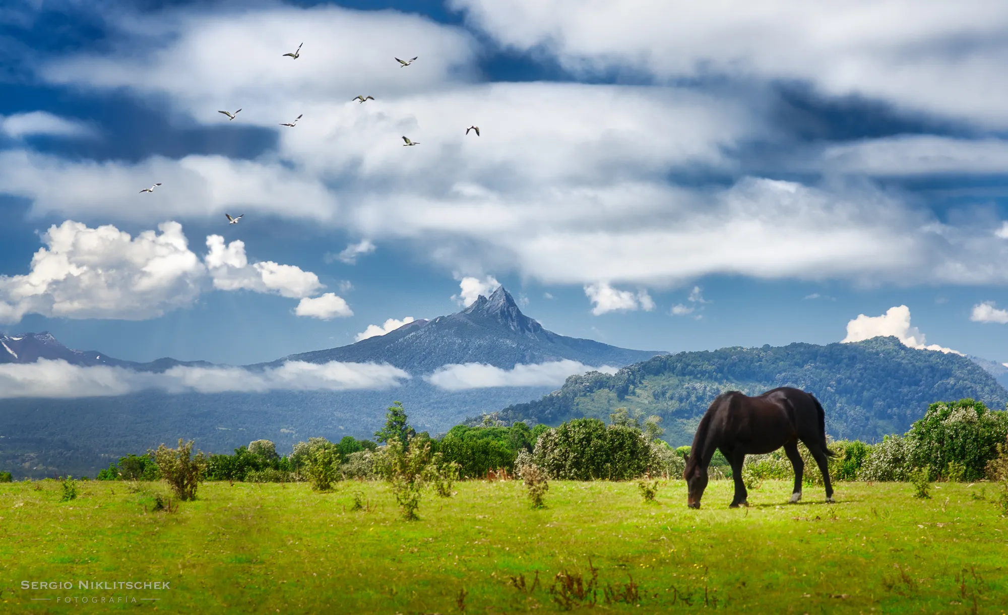 Caballo pastando en un campo verde frente a los cerros y bandurrias en vuelo, en el lago Rupanco