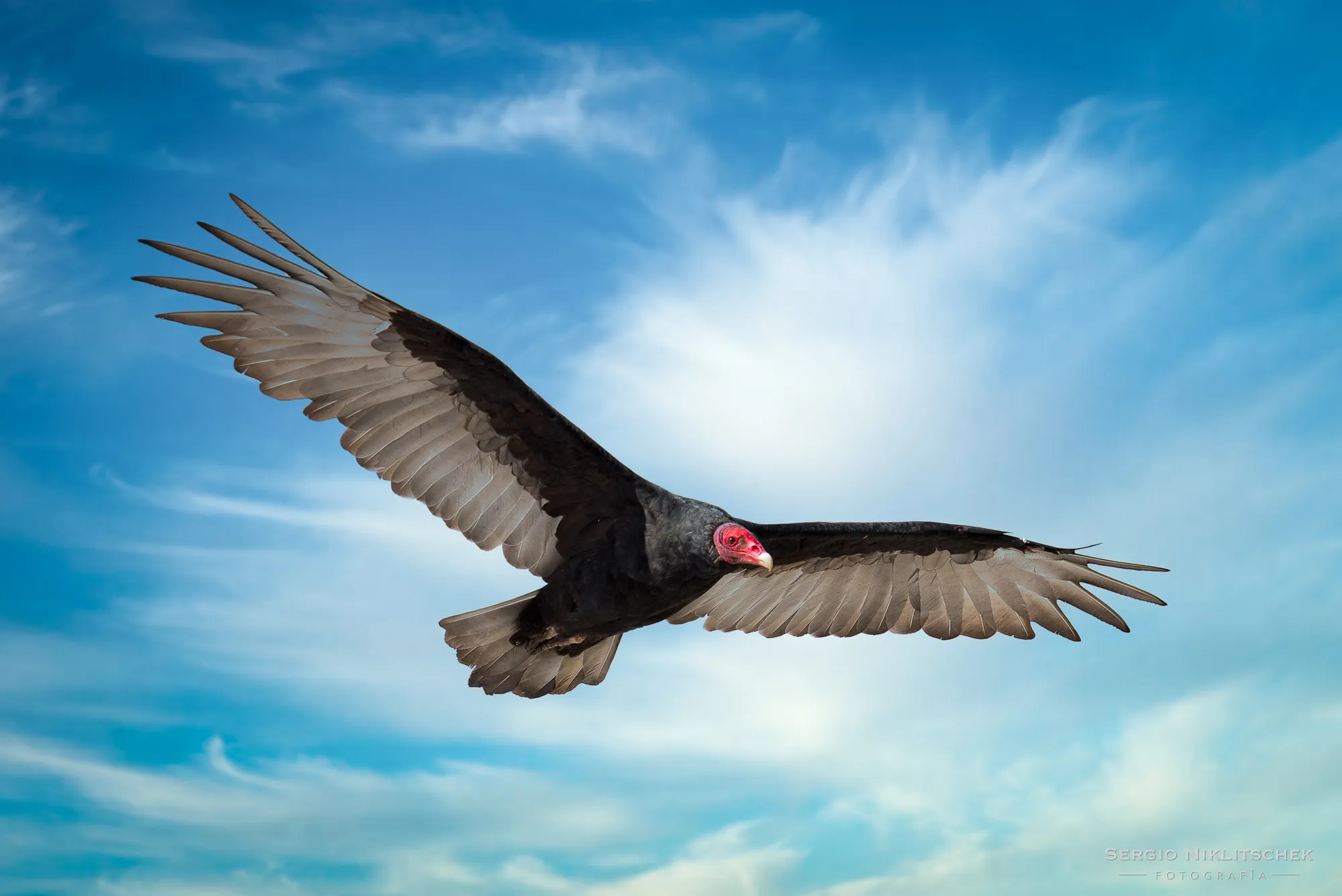 Jote de cabeza colorada en vuelo con las alas extendidas contra un cielo azul