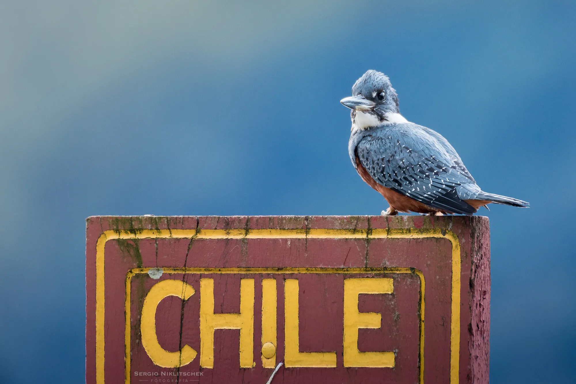 Martín pescador posado sobre un letrero de madera con la palabra Chile