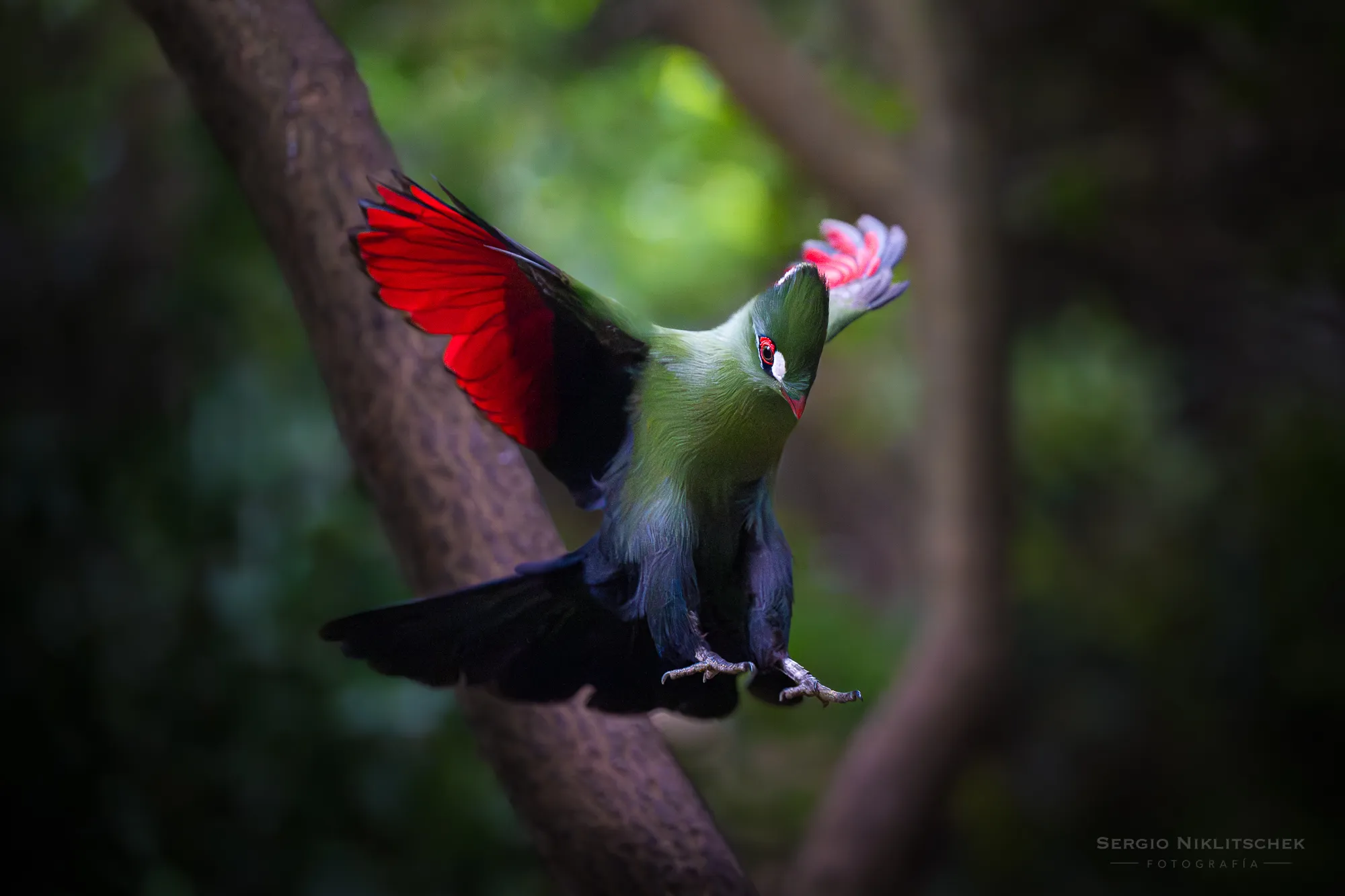 Turaco persa aterrizando en una rama con las alas rojas abiertas, en penumbra de bosque